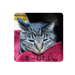 [LINEスタンプ] ねこのキュートな日常