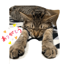[LINEスタンプ] うちのにゃんこ。2020