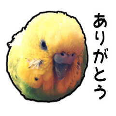 [LINEスタンプ] 実写版インコスタンプ