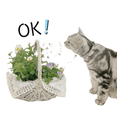 [LINEスタンプ] アメショーのみるく