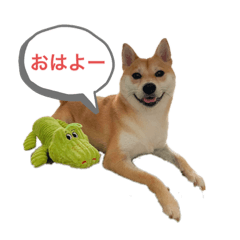 [LINEスタンプ] 柴犬ぽろスタンプ