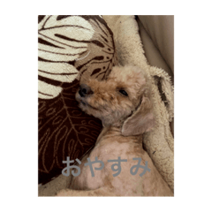 [LINEスタンプ] 私の大好きな愛犬達のスタンプ