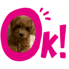 [LINEスタンプ] cocoa__0725