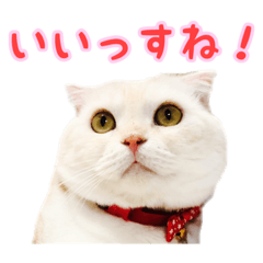 [LINEスタンプ] つぶレうサぎ