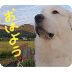 [LINEスタンプ] グレートピレニーズのおとのスタンプ