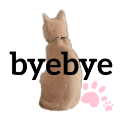 [LINEスタンプ] ノア猫といっしょ