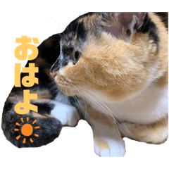 [LINEスタンプ] チョコ♡♡