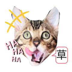 [LINEスタンプ] ベンガル猫ROKIの毎日スタンプ2⃣