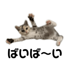 [LINEスタンプ] もふねこモカちゃん1