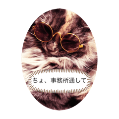 [LINEスタンプ] ノルウェージャン猫PONZUの毎日スタンプ2⃣