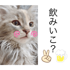 [LINEスタンプ] ノルウェージャン猫PONZUの毎日スタンプ