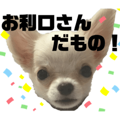 [LINEスタンプ] ペロちゃんはお利口さんだもの