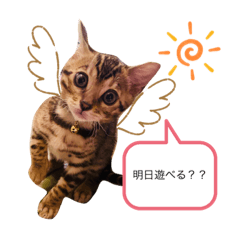 [LINEスタンプ] ベンガル猫ROKIの毎日スタンプ