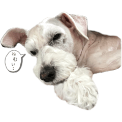 [LINEスタンプ] 白シュナの日常