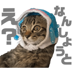 [LINEスタンプ] Ronちゃんスタンプ