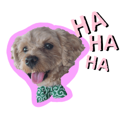 [LINEスタンプ] 犬のご挨拶スタンプmini