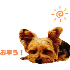 [LINEスタンプ] チャ〜殿スタンプ！