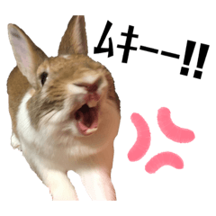 [LINEスタンプ] うさぎのきなこ＊ほっこりスタンプ2