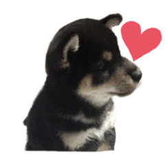 [LINEスタンプ] 柴犬まろち