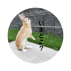 [LINEスタンプ] チョロすけ〇