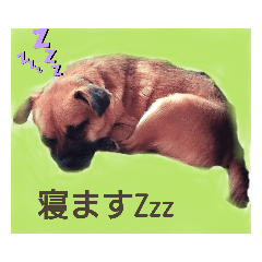 [LINEスタンプ] (Oli)オリの日常
