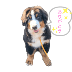[LINEスタンプ] かよこの仲間たち