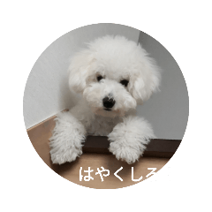 [LINEスタンプ] ビションフリーゼ①