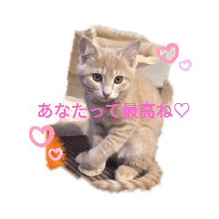 [LINEスタンプ] ネコカワ