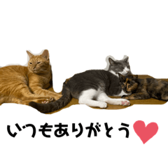 [LINEスタンプ] mariの愉快な3兄弟①きなこ ごま しずく