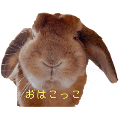 [LINEスタンプ] ここじ