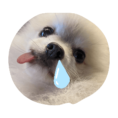 [LINEスタンプ] Leon's daily stamp #2