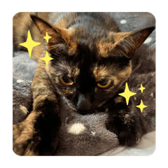 [LINEスタンプ] もこたいぽん！