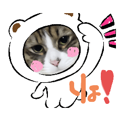 [LINEスタンプ] ねこねこの気持ち