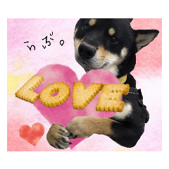 [LINEスタンプ] 黒柴RIGEL♡