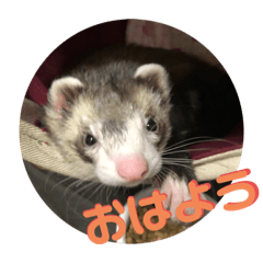 [LINEスタンプ] フェレット<くろすけ>