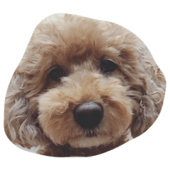 [LINEスタンプ] 我が家のみるく