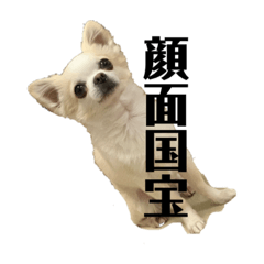 [LINEスタンプ] 顔面国宝チワワのレンくん