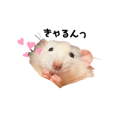 [LINEスタンプ] あずきとせんちゃ1