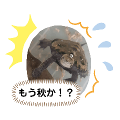 [LINEスタンプ] 俺スタンプ   7(秋編)