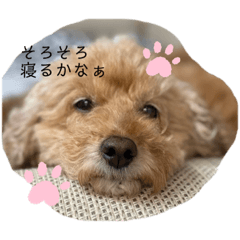 [LINEスタンプ] うちの癒やし犬達