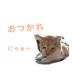 [LINEスタンプ] 野良猫かわいいスタンプ