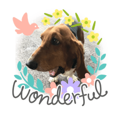 [LINEスタンプ] 犬のタルトくんスタンプ