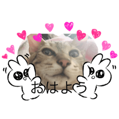 [LINEスタンプ] ねこのさすけ