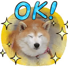 [LINEスタンプ] 2匹のしばいぬ！日常会話