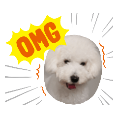 [LINEスタンプ] ビションフリーゼ②