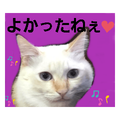 [LINEスタンプ] マイペースな、きなこ