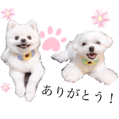 [LINEスタンプ] ぽんまろスタンプ❗️