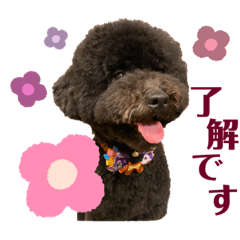 [LINEスタンプ] トイプードルくろすけ①