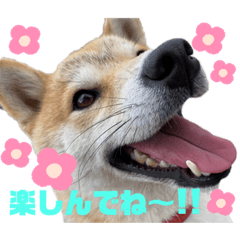 [LINEスタンプ] azuchan2