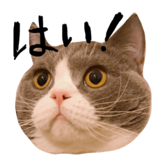 [LINEスタンプ] ハチワレボーイ ルイⅤ